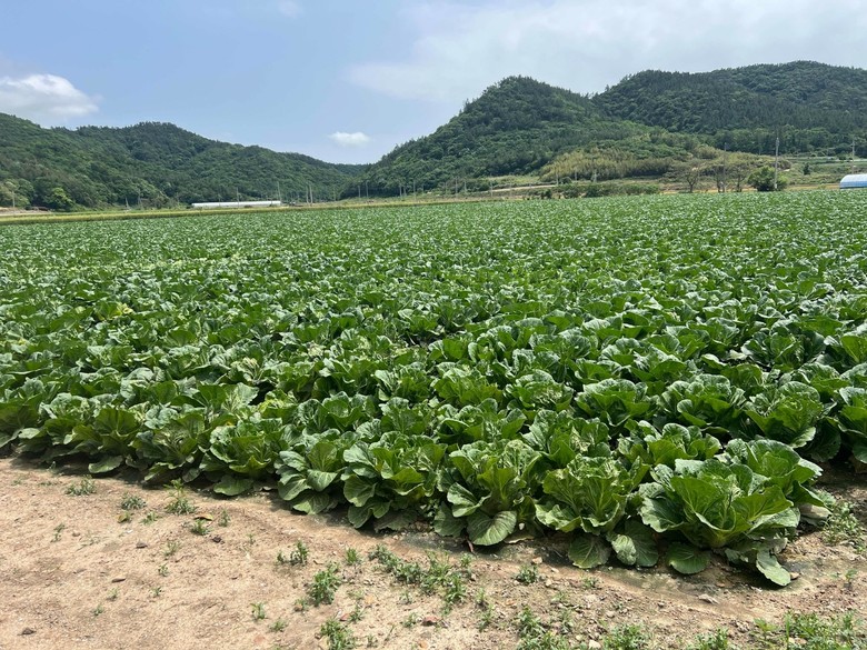 전남도, 봄무·봄양배추 재배 의향면적...