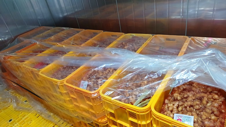 생강 정식 전 씨생강 관리, 안정생산...